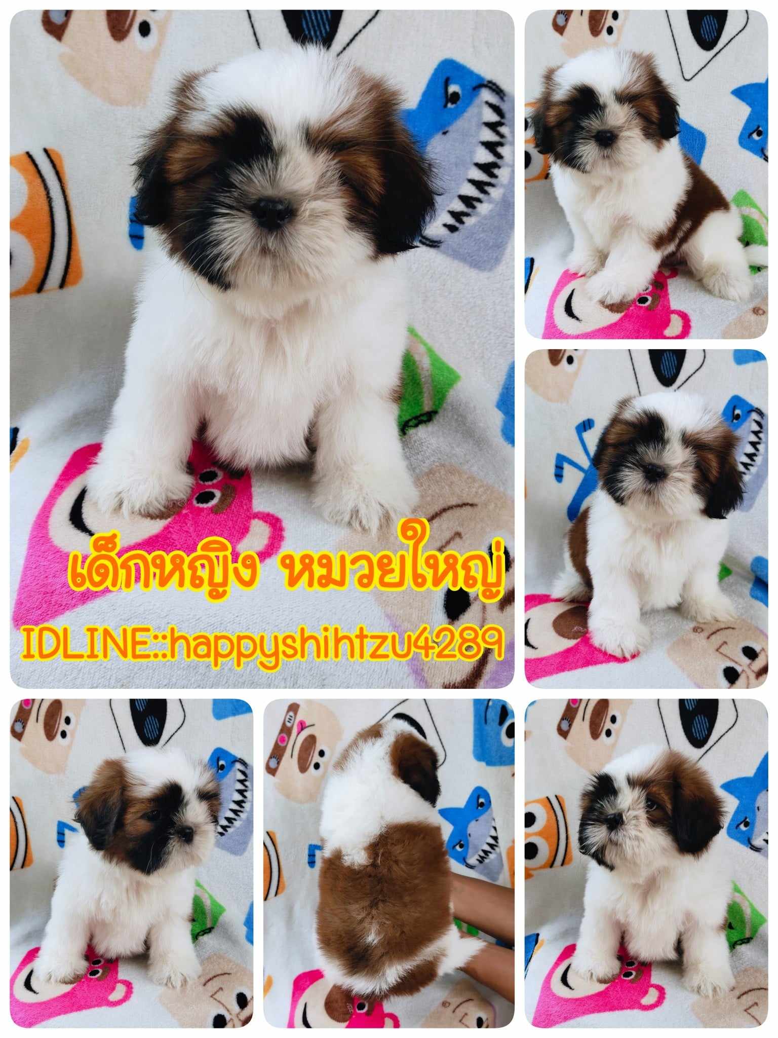 ชิสุแท้4900.-ส่งฟรีกทม.มีปลายทาง line:: happyshihtzu4289