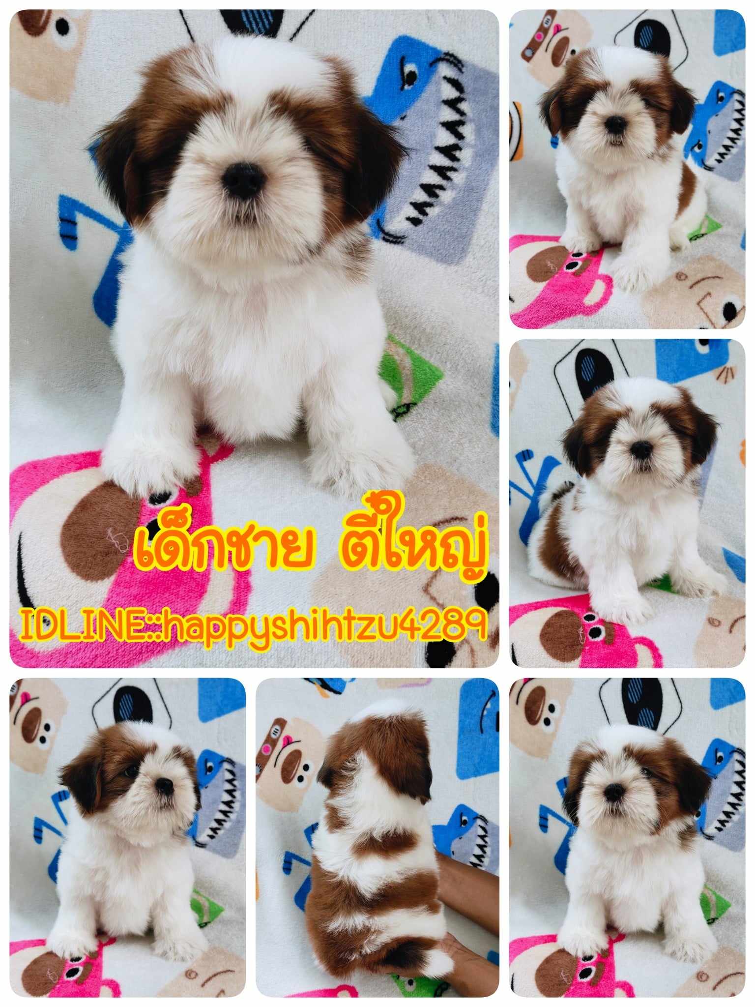 ชิสุแท้4900.-ส่งฟรีกทม.มีปลายทาง line:: happyshihtzu4289