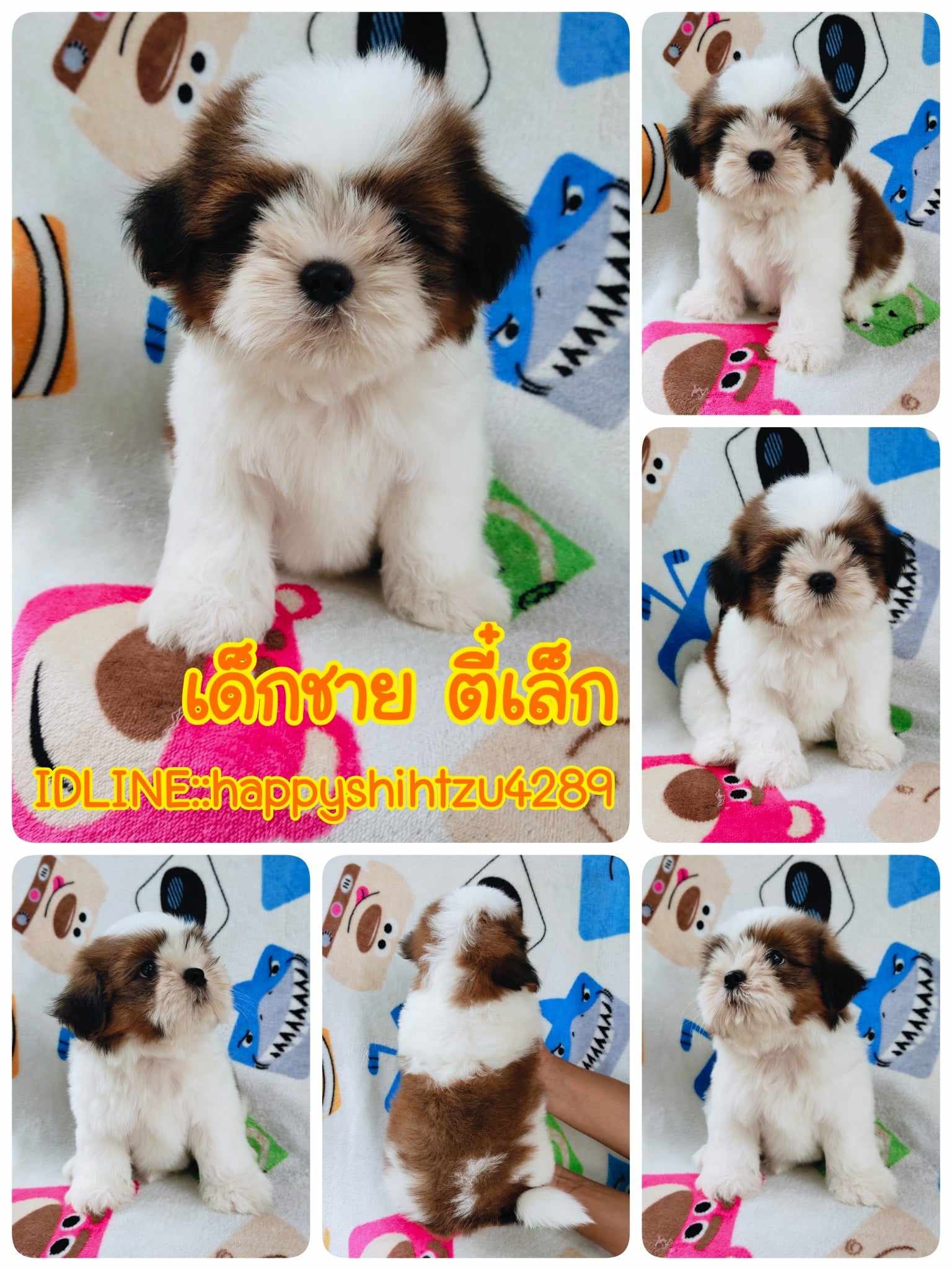 ชิสุแท้4900.-ส่งฟรีกทม.มีปลายทาง line:: happyshihtzu4289