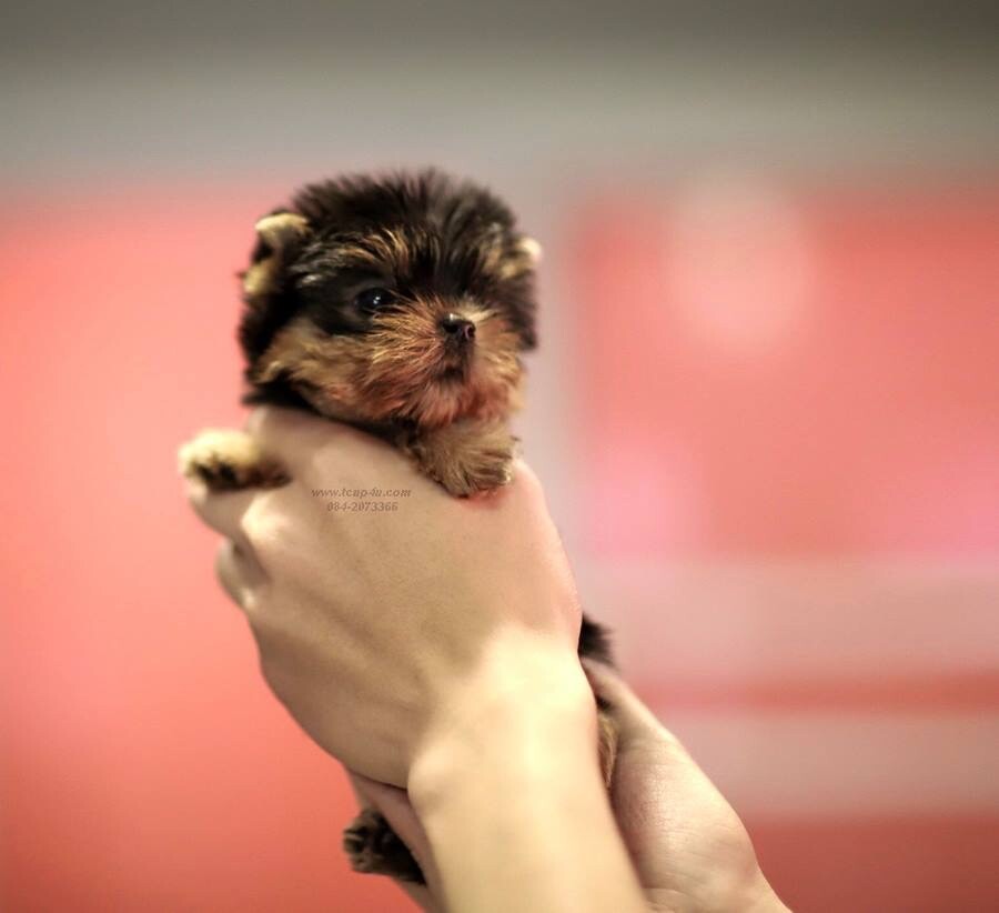 จำหน่าย และ เพาะพันธุ์ Yorkshire Terrier หน้าตุ๊กตา  เกรดเอ