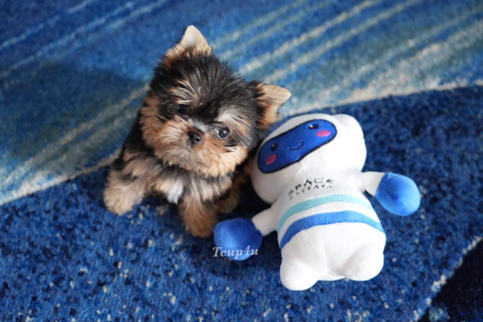 จำหน่าย Yorkshire Terrier หน้าตุ๊กตา ทีคัพ และ ทอย