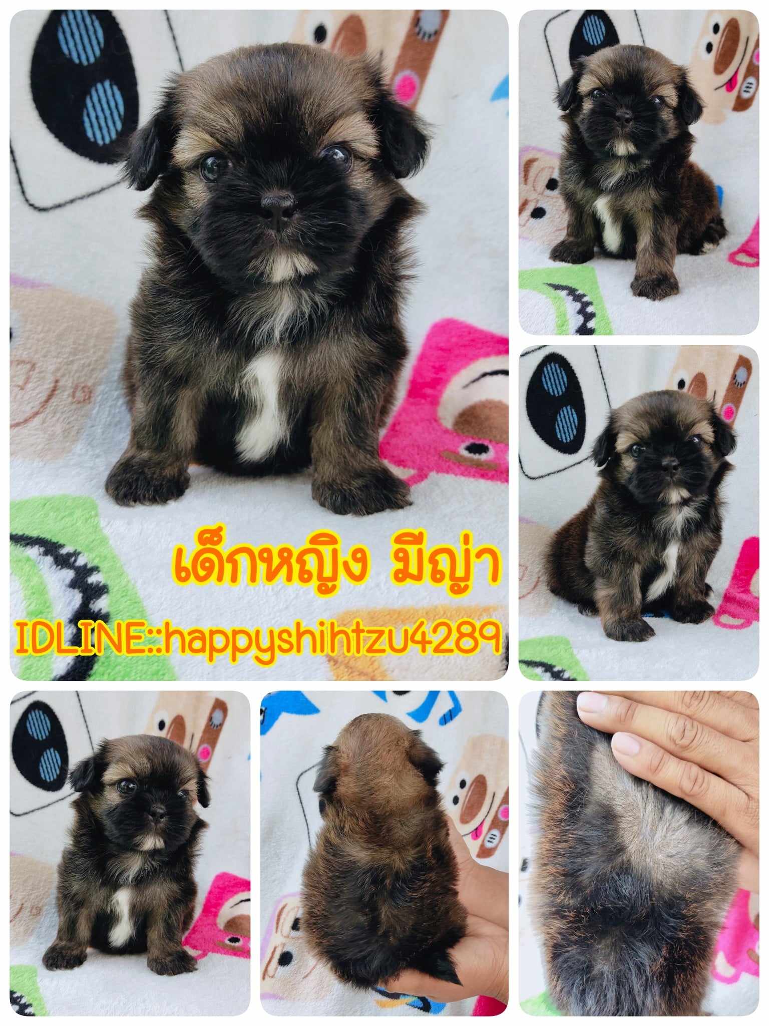 ชิสุผสมปอม3500.-ส่งฟรีกทม.มีปลายทาง line:: happyshihtzu4289