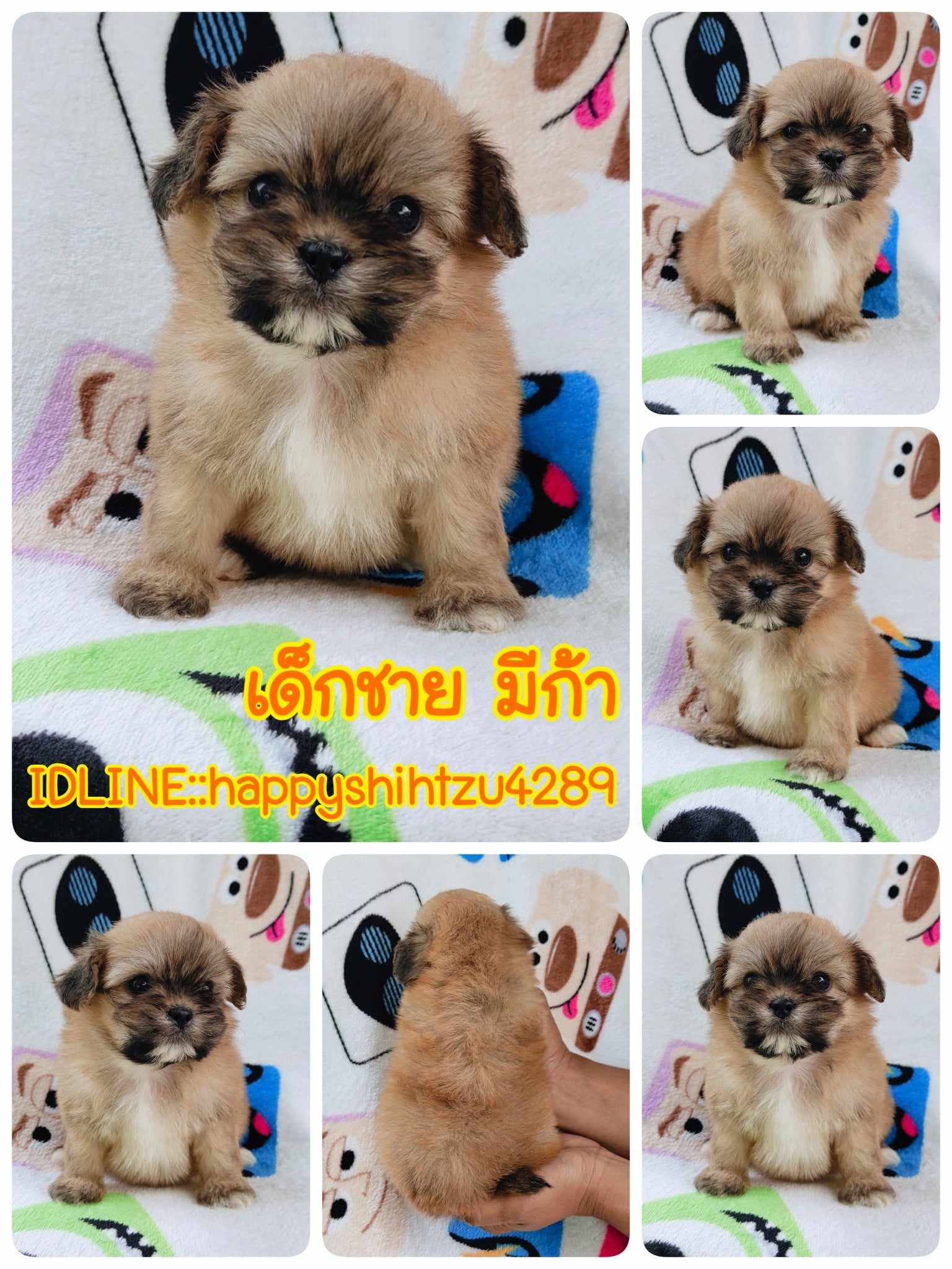ชิสุผสมปอม3500.-ส่งฟรีกทม.มีปลายทาง line:: happyshihtzu4289