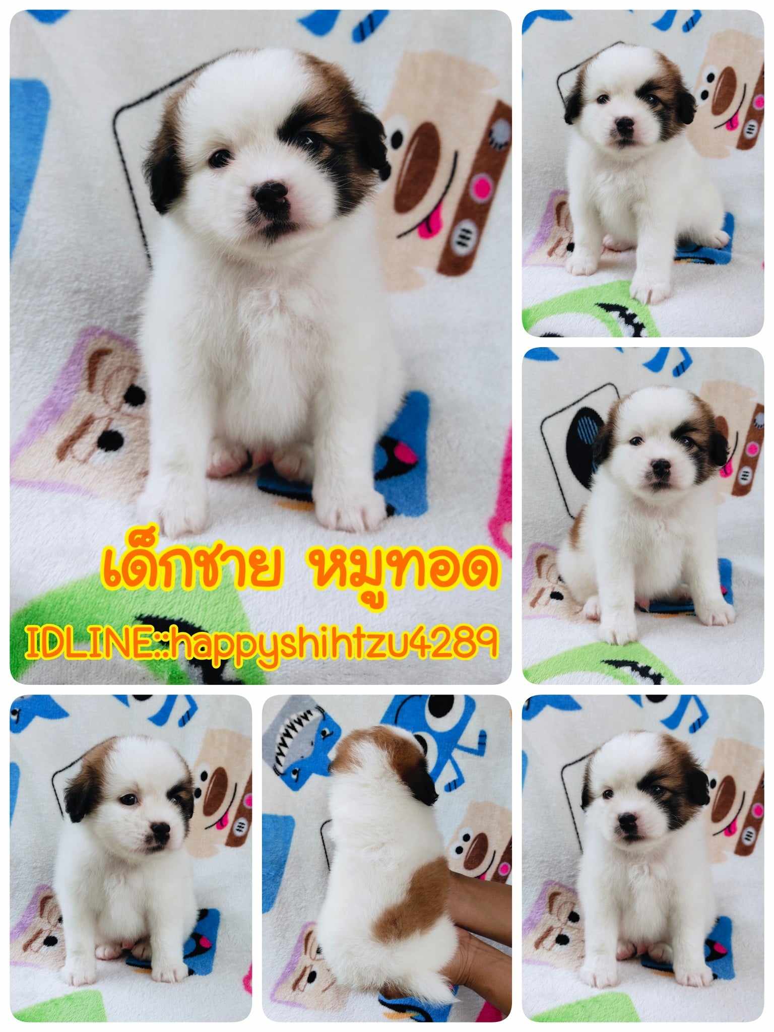 ชิสุผสมปอม3500.-ส่งฟรีกทม.มีปลายทาง line:: happyshihtzu4289