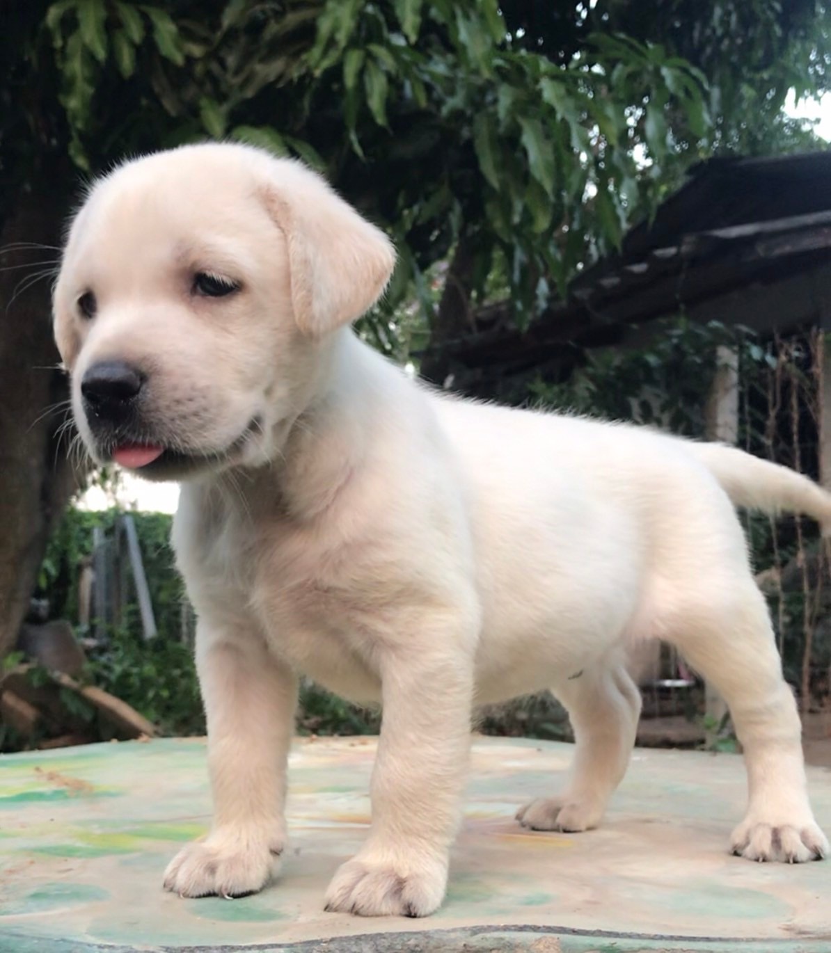 ลูกสุนัขลาบราดอร์ ดีกรีสายเลือดแชมป์สีฟางข้าว ว่างชาย3 หญิง1