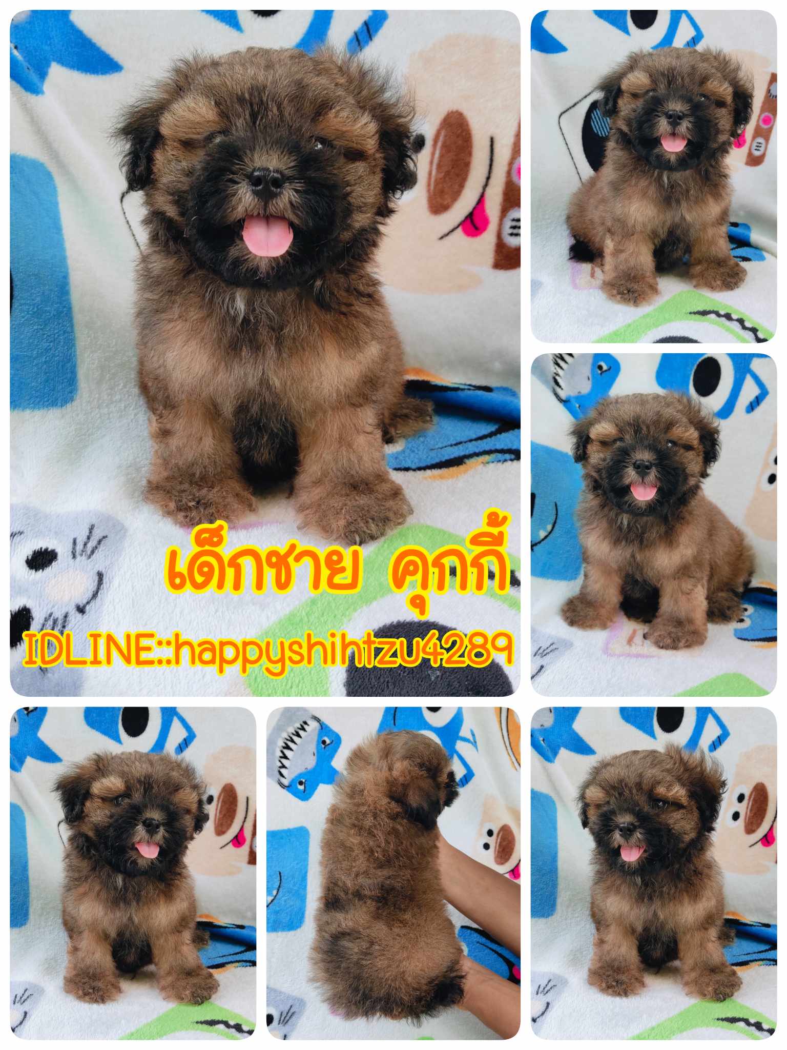 ชิสุผสมพุดเดิ้ล3500.-ส่งฟรีกทม.มีปลายทาง line:: happyshihtzu4289