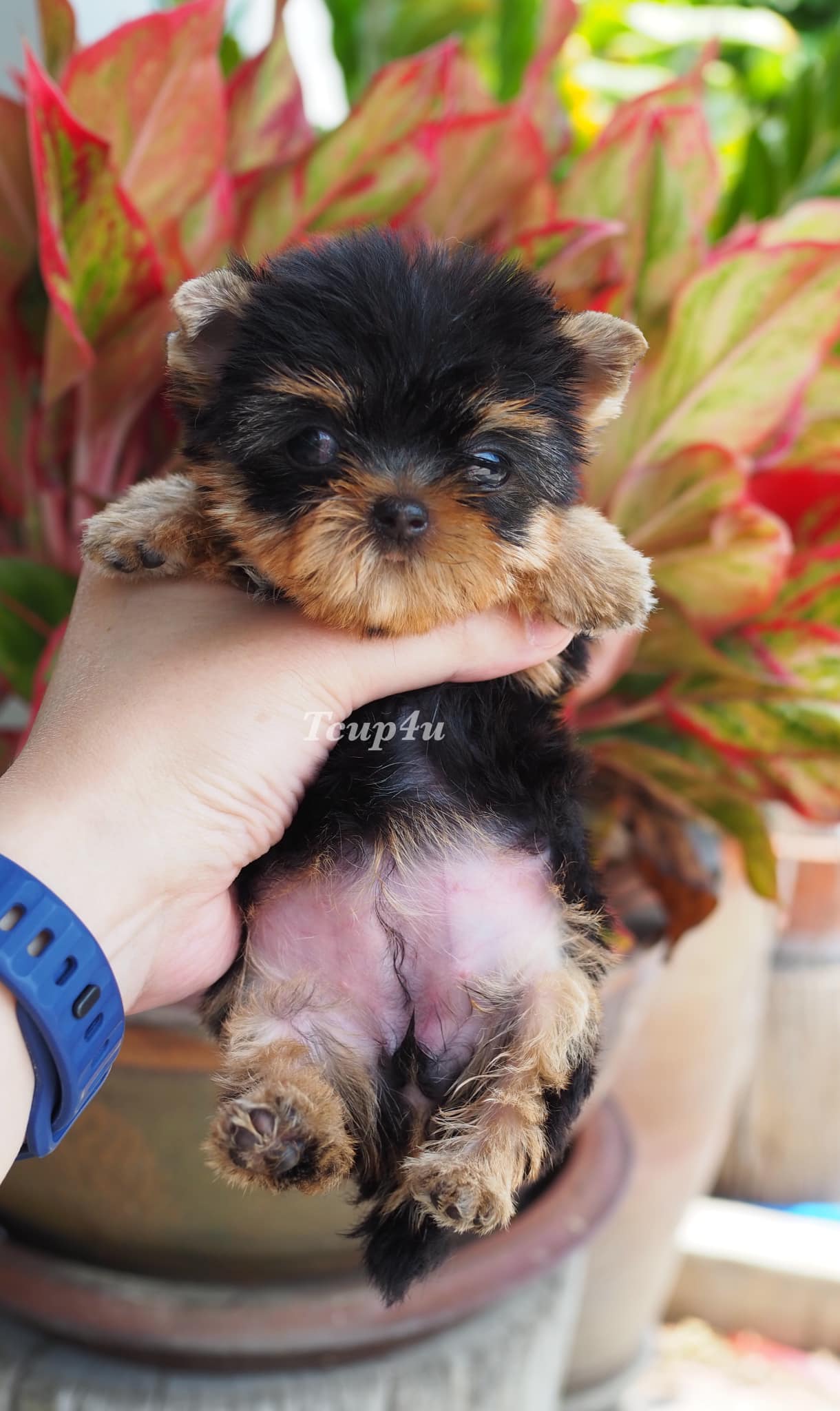 จำหน่าย Yorkshire Terrier หน้าตุ๊กตา Size Tcup และ Size ทอย เกรดเอ