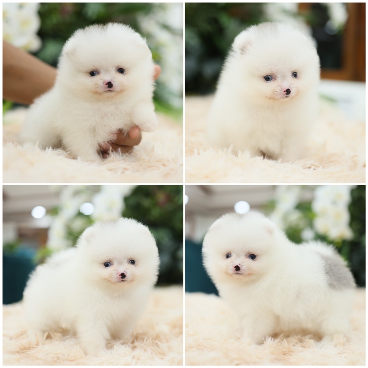 ผู้หญิงสีปาร์ตี้น่ารัก หน้าสั้น ขนแน่น เกรดเลี้ยงเล่น สินสอดถูกใจ ใช่เลย