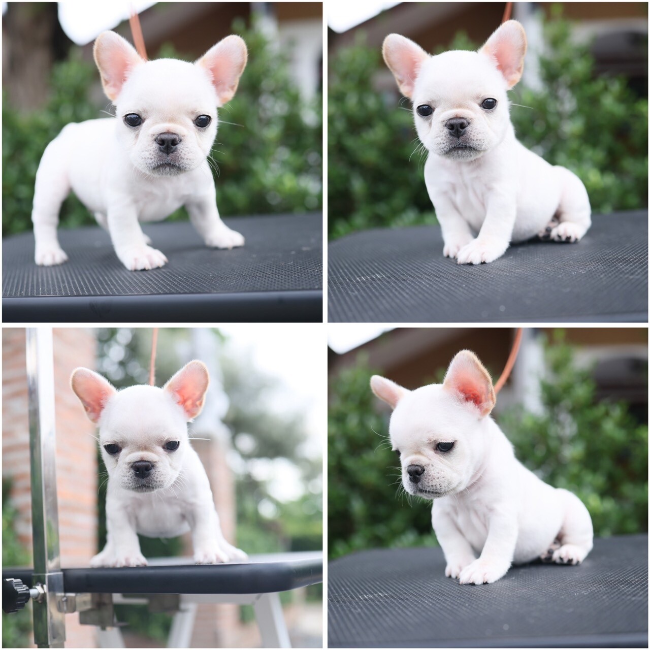 งุ้ยย เฟรนสีขาว ตัวสั้น เล็ก น่ารัก