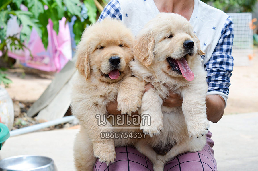 ลูกโกลเด้นโครงสร้างดี สวย ๆ หุ่นหมี รับรองไม่ผิดหวังครับ