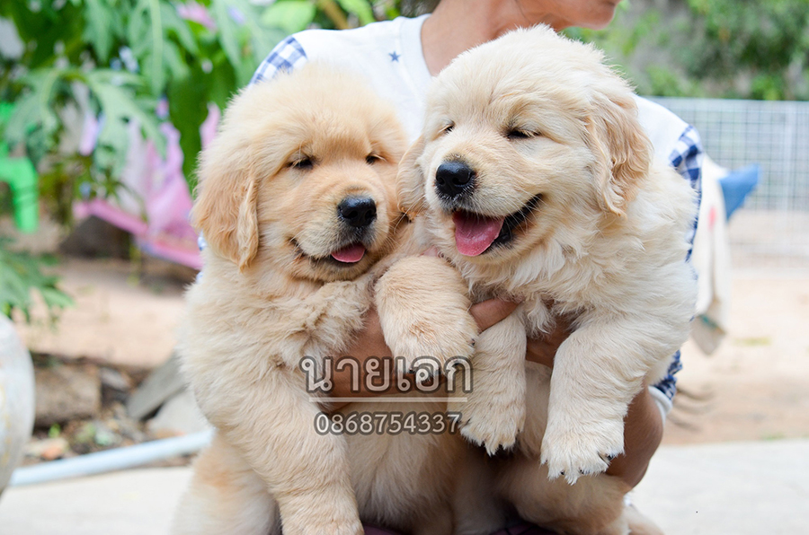 ลูกโกลเด้นโครงสร้างดี สวย ๆ หุ่นหมี รับรองไม่ผิดหวังครับ