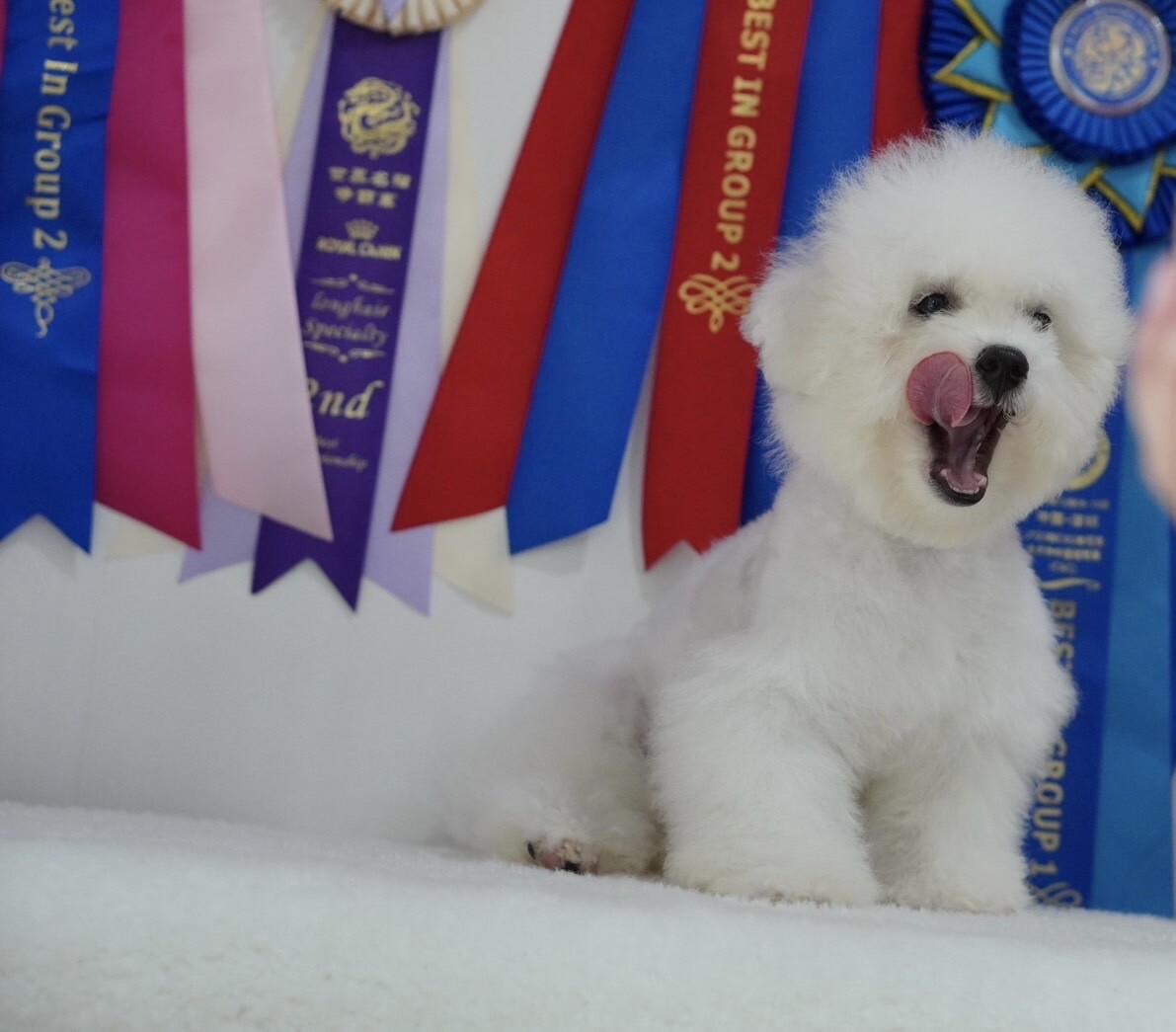 บิชอง ฟริเซ่ – Bichon Frise เพศผู้ สายพันธ์แท้ โปรไฟไหม้