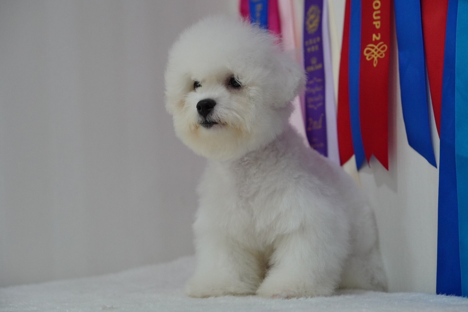 บิชอง ฟริเซ่ – Bichon Frise เพศผู้ สายพันธ์แท้ โปรไฟไหม้