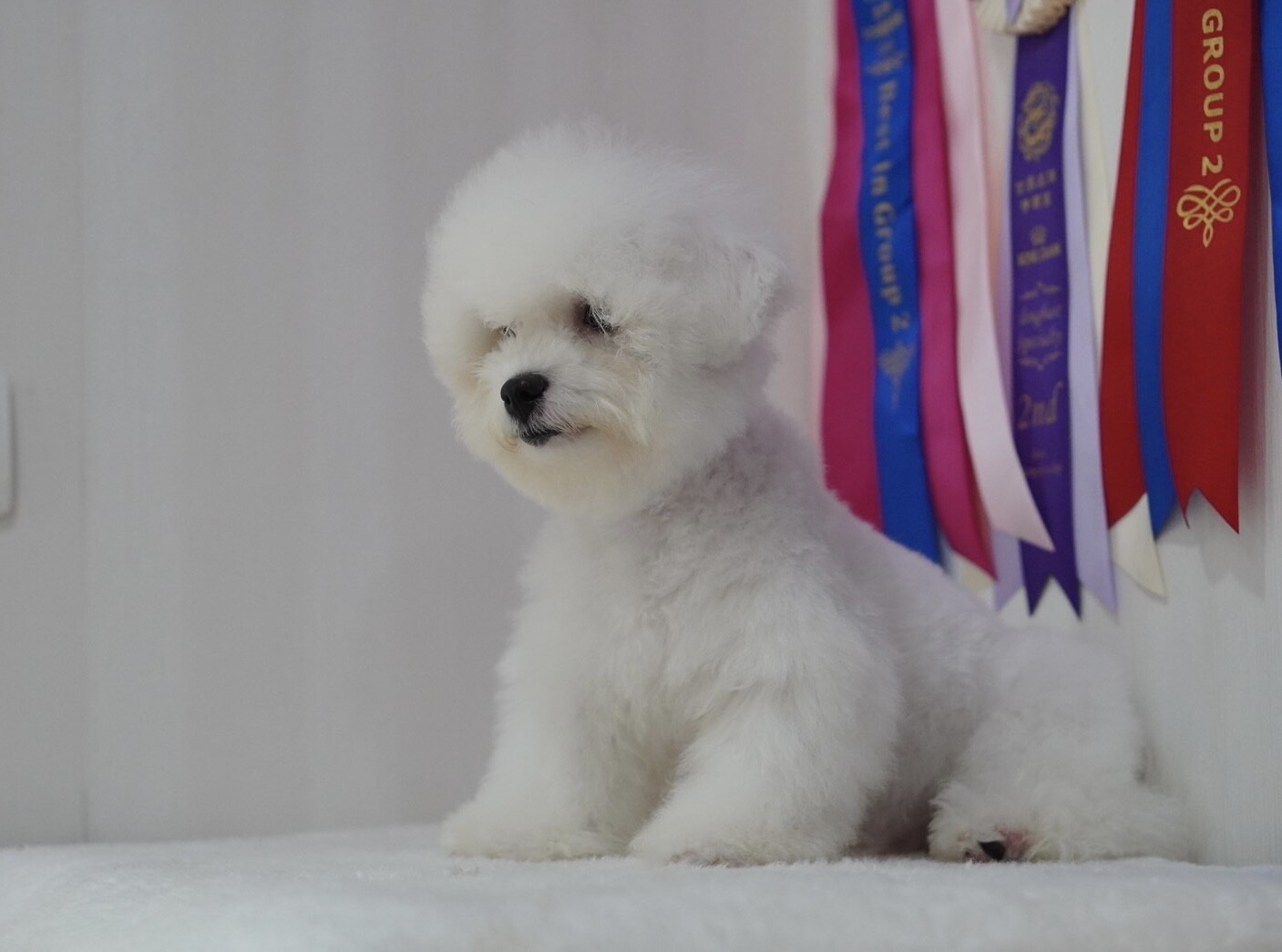 บิชอง ฟริเซ่ – Bichon Frise เพศผู้ สายพันธ์แท้ โปรไฟไหม้