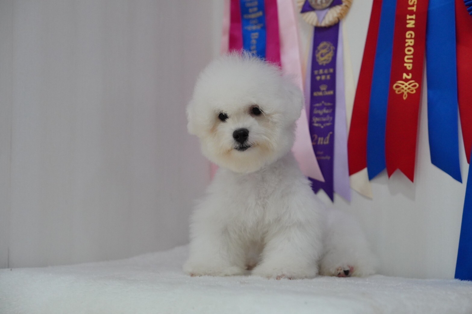 บิชอง ฟริเซ่ – Bichon Frise เพศผู้ สายพันธ์แท้ โปรไฟไหม้