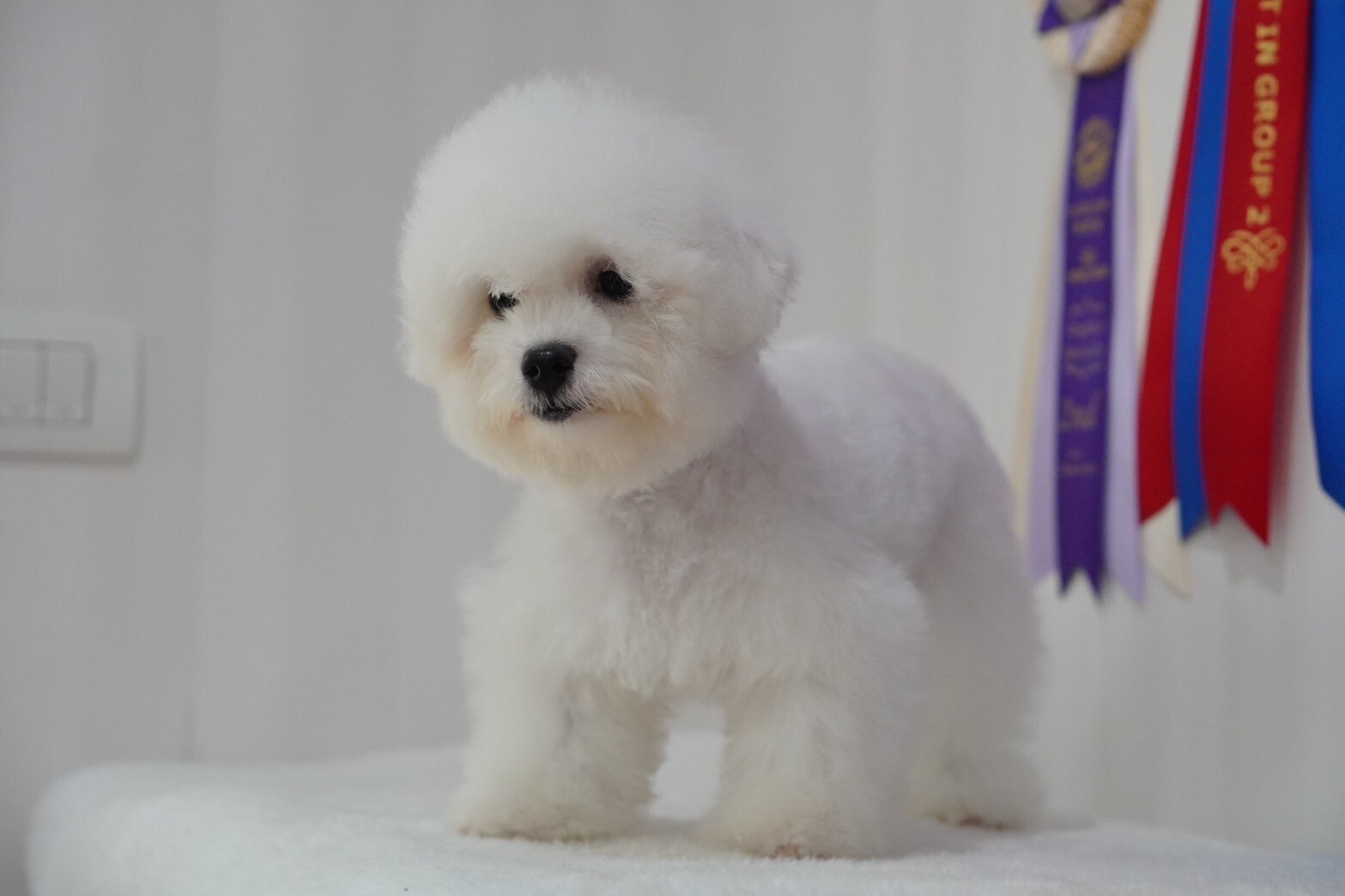 บิชอง ฟริเซ่ – Bichon Frise เพศผู้ สายพันธ์แท้ โปรไฟไหม้