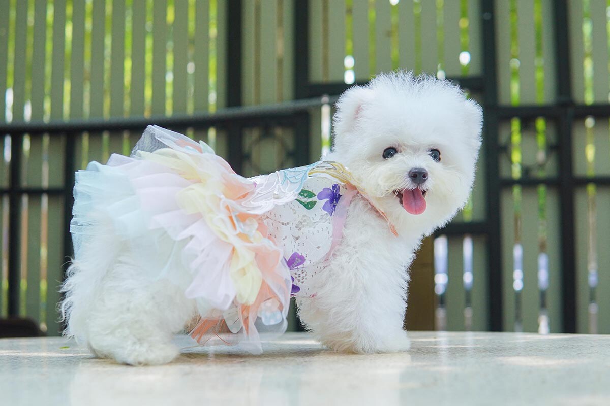 มินิบิชองฟริเซ่ เพศเมีย (หูมิกกี้) รับบัตรเครดิตทุกธนาคาร