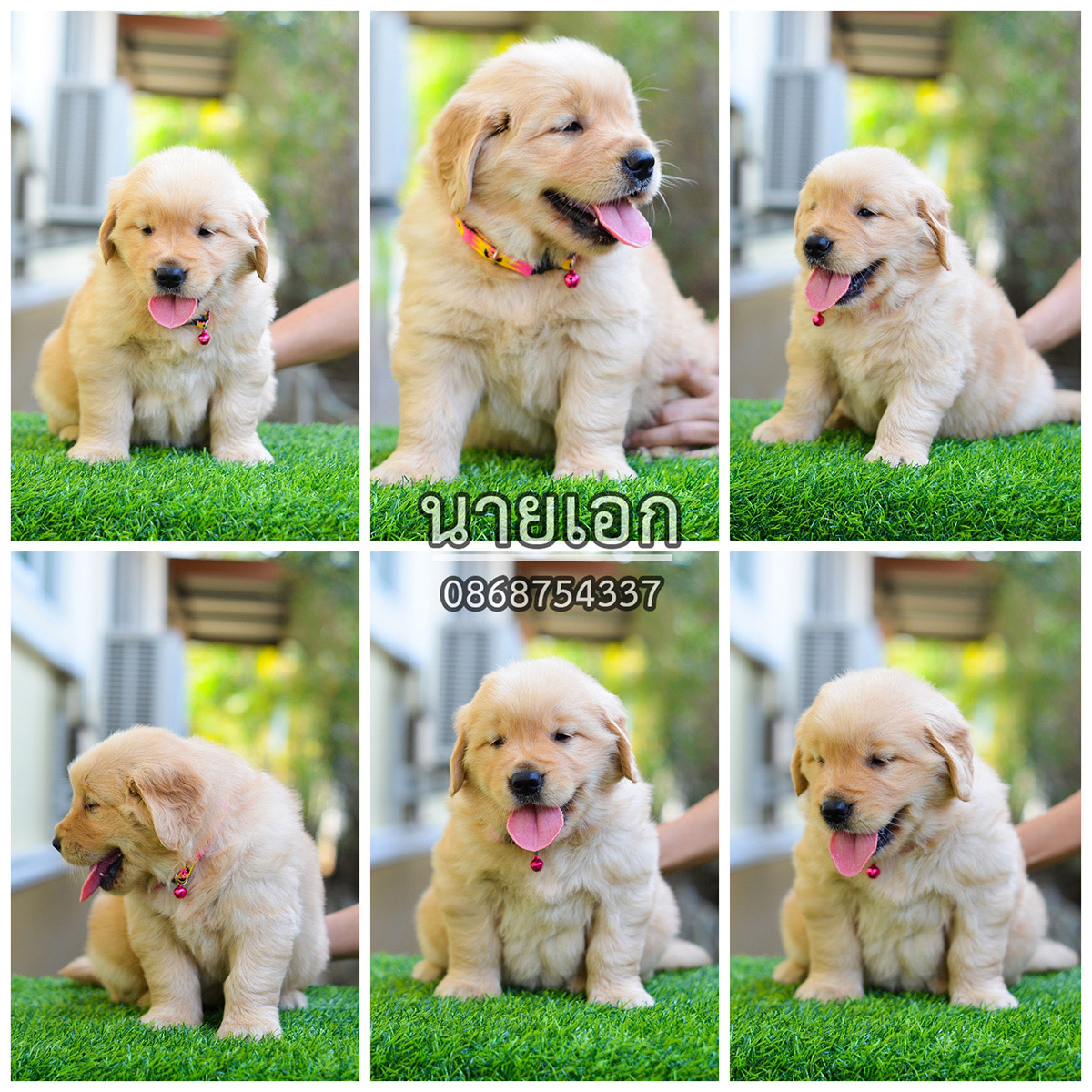 ขายลูกโกลเด้นแท้-ลูกโกลเด้นรีทรีฟเวอร์ พร้อมส่งลูกค้า กรุงเทพฯ,นนทบุรี,ปทุมธานี,