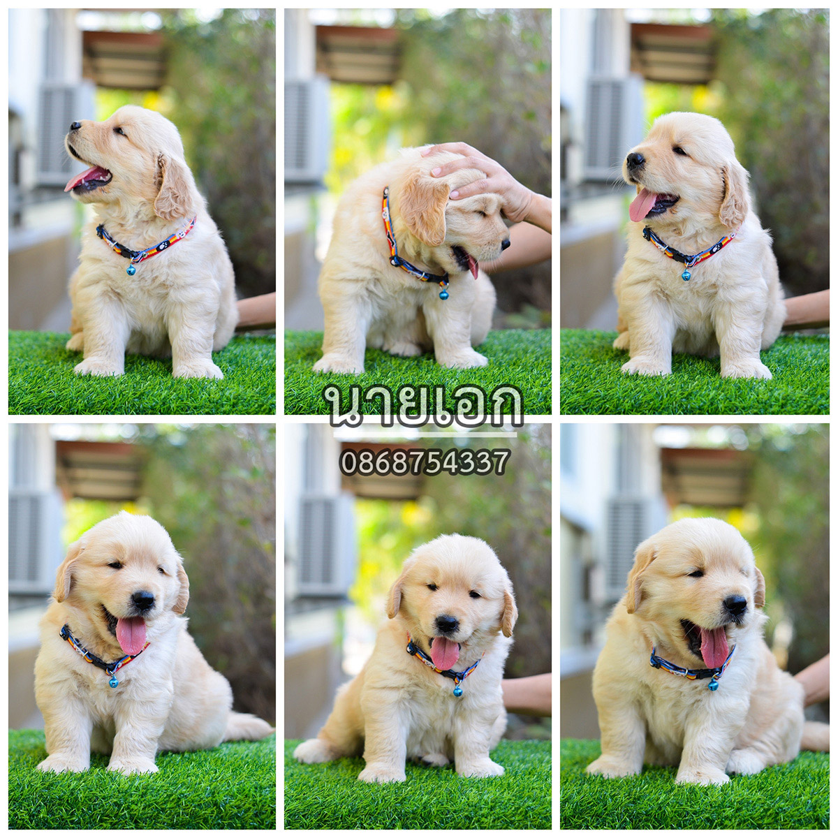 ขายลูกโกลเด้นแท้-ลูกโกลเด้นรีทรีฟเวอร์ พร้อมส่งลูกค้า กรุงเทพฯ,นนทบุรี,ปทุมธานี,