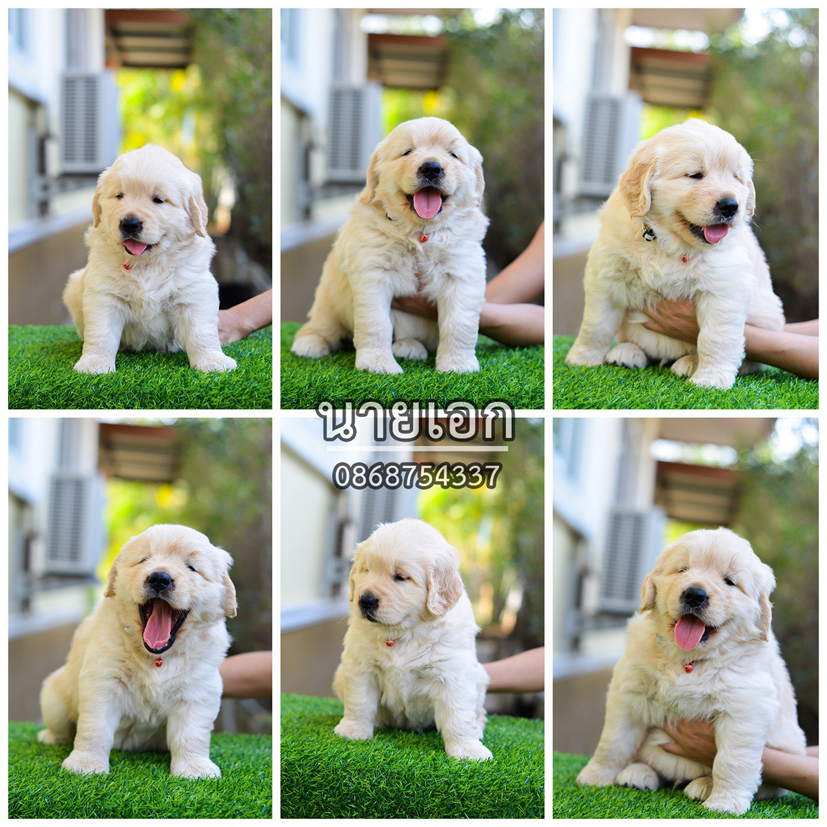 ขายลูกโกลเด้นแท้-ลูกโกลเด้นรีทรีฟเวอร์ พร้อมส่งลูกค้า กรุงเทพฯ,นนทบุรี,ปทุมธานี,