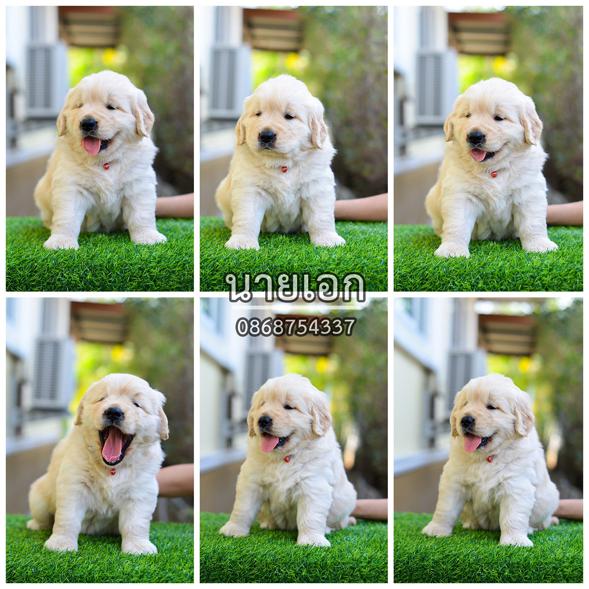 ขายลูกโกลเด้นแท้-ลูกโกลเด้นรีทรีฟเวอร์ พร้อมส่งลูกค้า กรุงเทพฯ,นนทบุรี,ปทุมธานี,